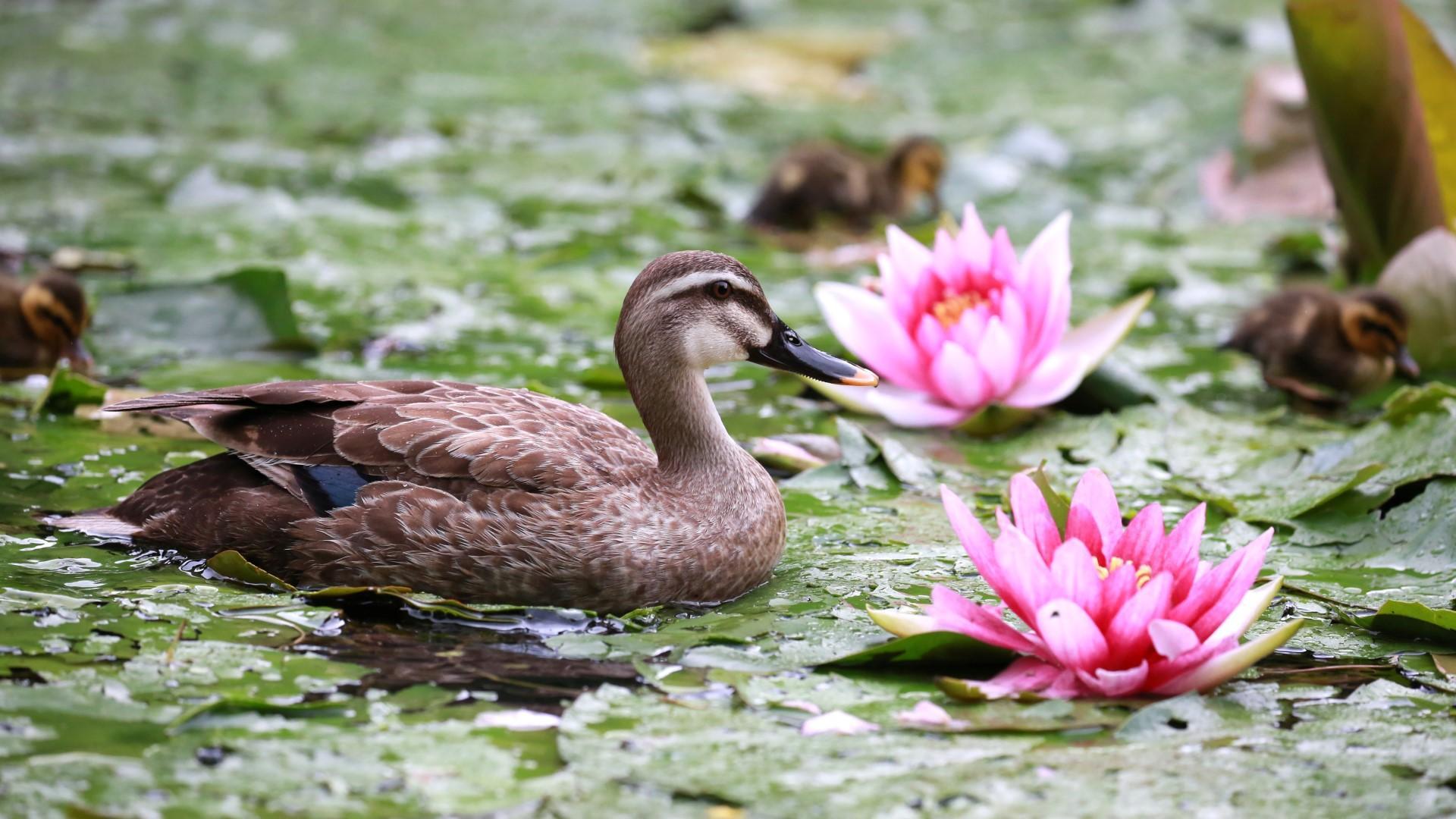 Harmonie de la nature：une cane colvert