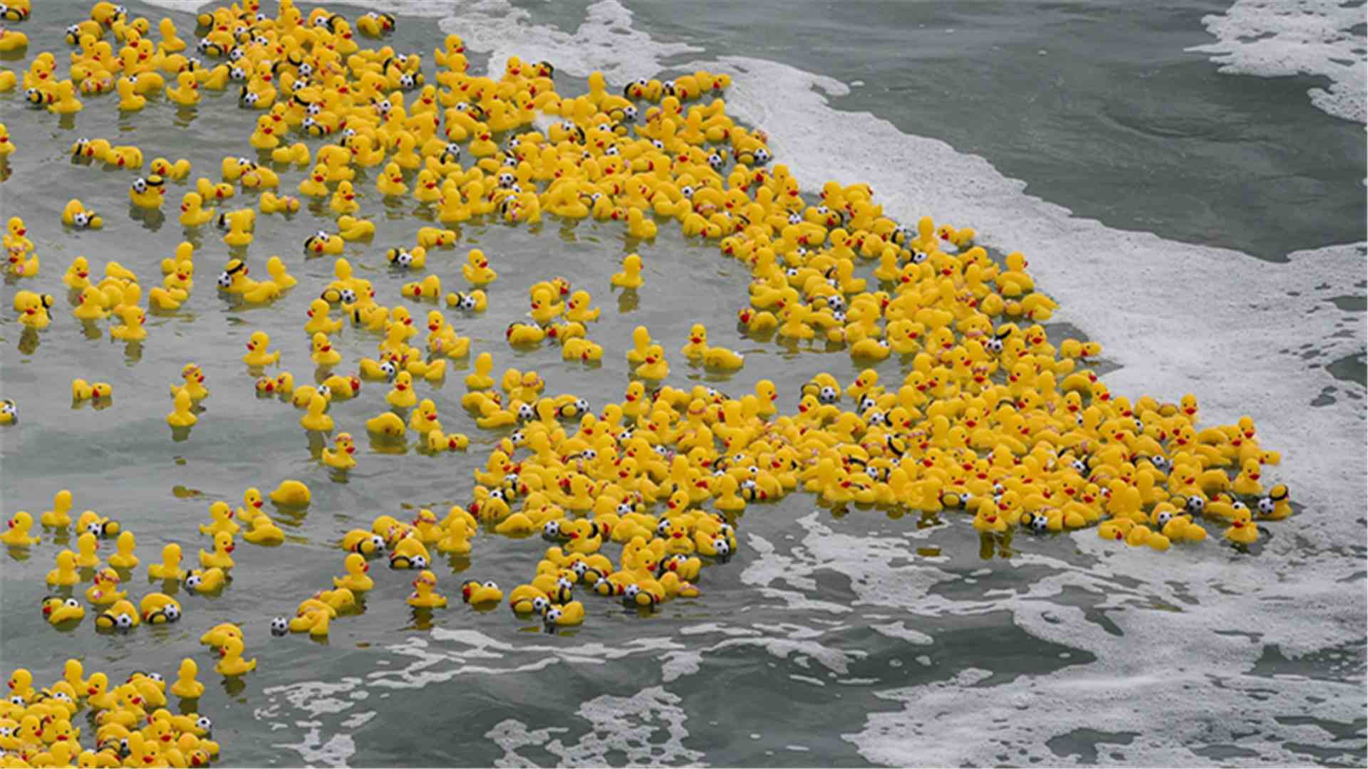 Californie : une course de canards en plastique caritative - CGTN