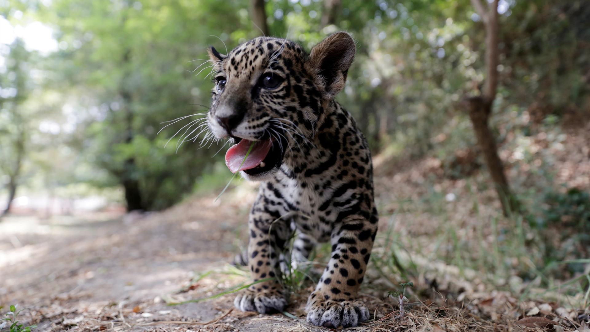 Les Adorables Bebes Jaguars Au Zoo De Altiplano Du Mexique Cgtn