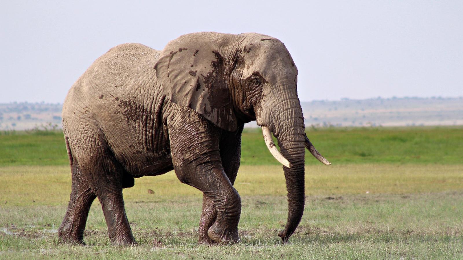 Elephant name. Кенийский слон. Джамбо, Кения.