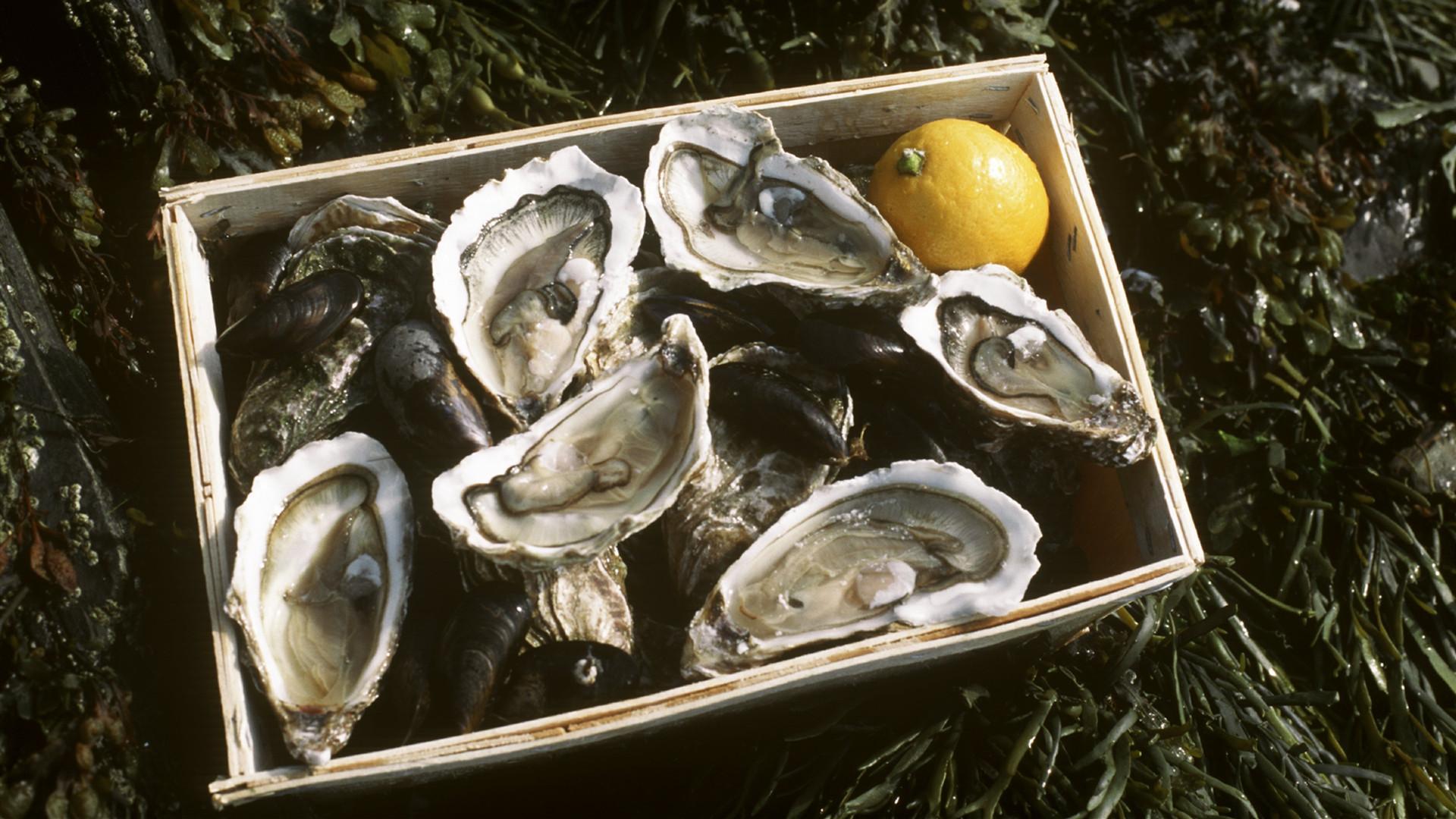 Les huîtres françaises, un produit de luxe qui s'exporte CGTN